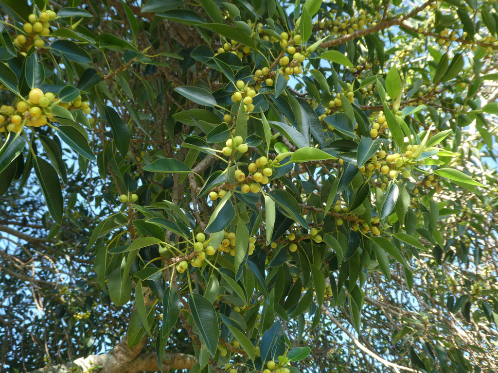 Port Jackson fig (Ficus rubiginosa) — feature plant image