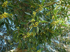 Port Jackson fig (Ficus rubiginosa) — feature plant image