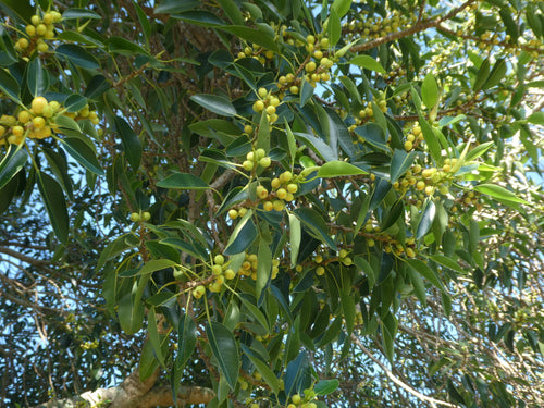 Port Jackson fig (Ficus rubiginosa) — feature plant image
