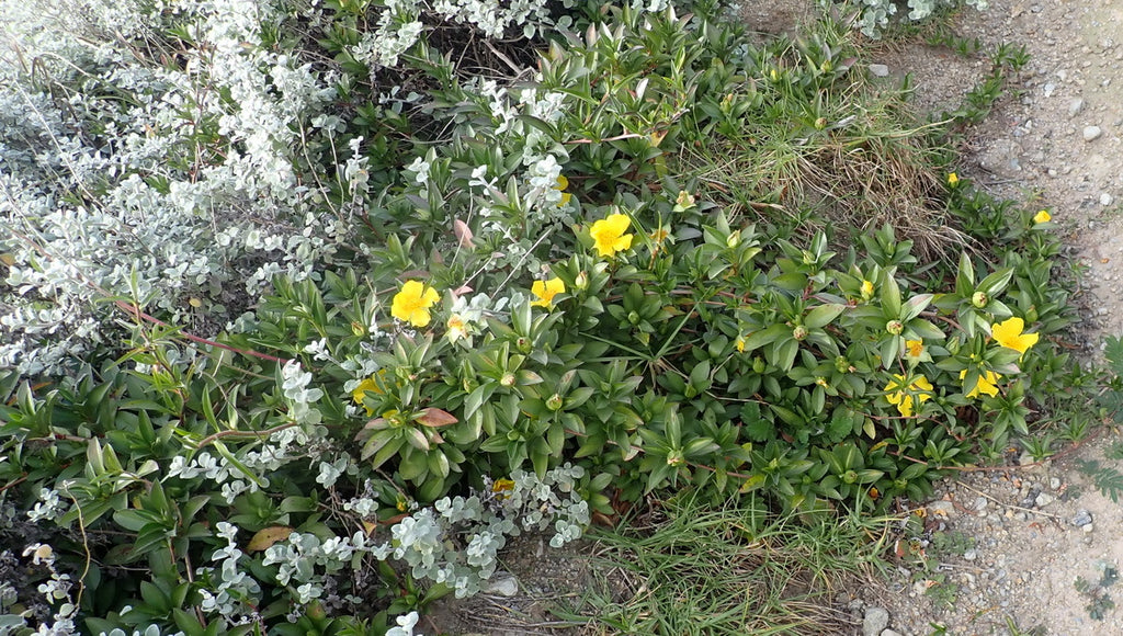 Snake vine (Hibbertia scandens) — mature plant image