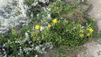 Snake vine (Hibbertia scandens) — mature plant image
