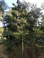 Pink-flowered doughwood (Melicope elleryana) — mature plant image