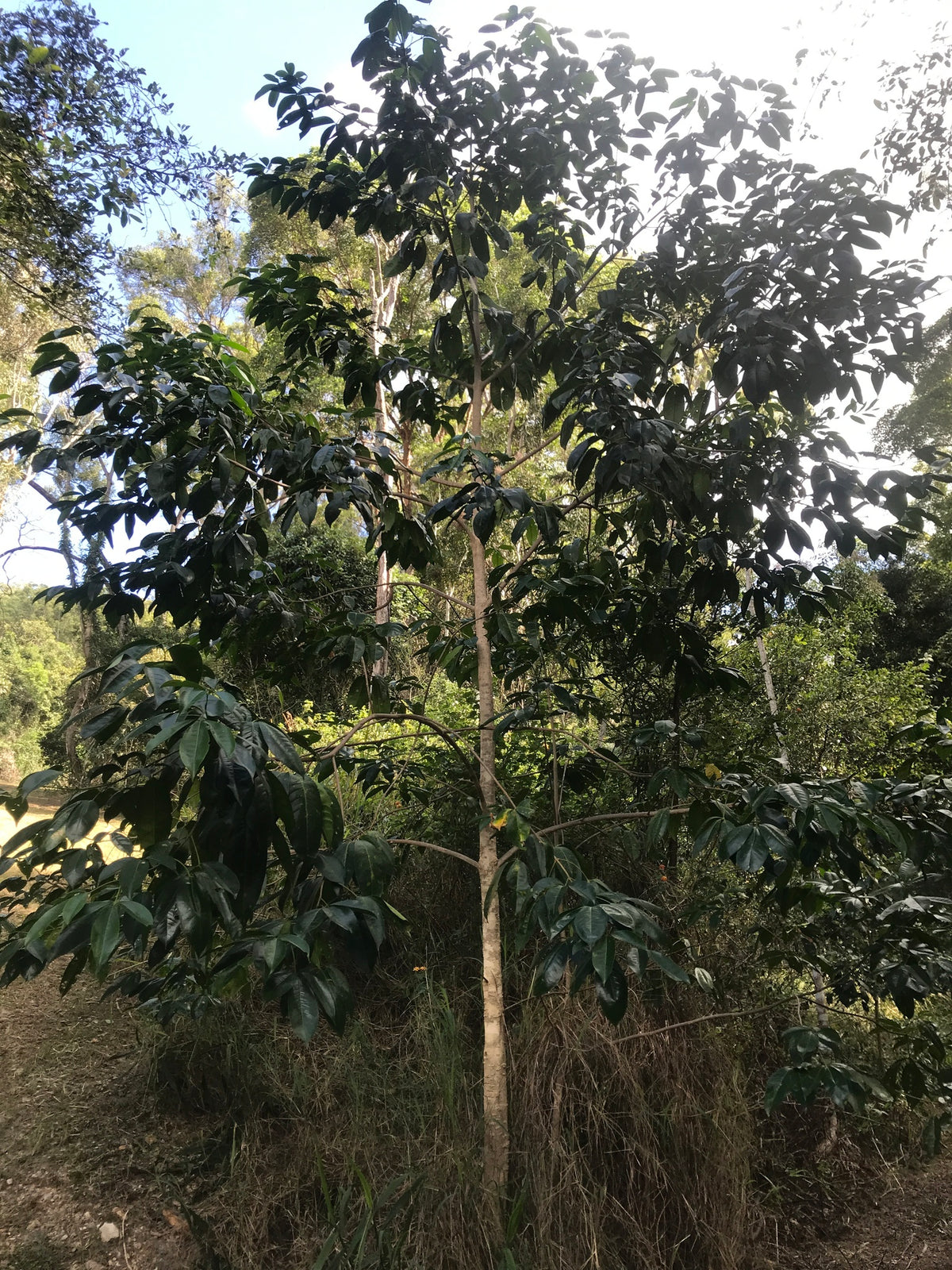 Pink-flowered doughwood (Melicope elleryana) — mature plant image