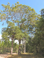 Brush box (Lophostemon confertus) — mature plant image