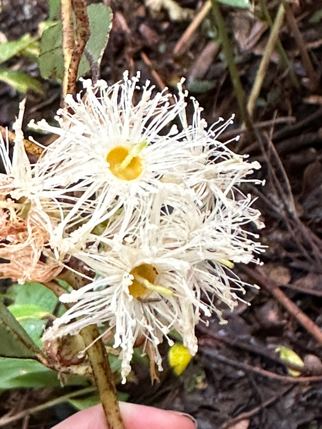 Swamp mahogany (Eucalyptus robusta) — feature plant image