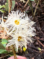 Swamp mahogany (Eucalyptus robusta) — feature plant image