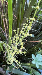 Creek mat-rush (Lomandra hystrix) — feature plant image