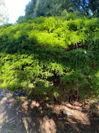 Twiggy myrtle (Sannantha similis) — mature plant