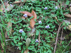 Native violet (Viola hederacea) — mature plant image