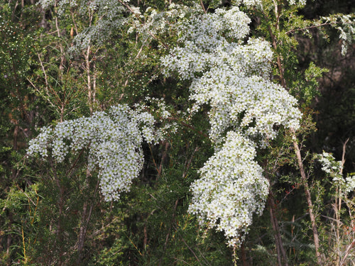 Tantoon (Leptospermum polygalifolium) — mature plant image