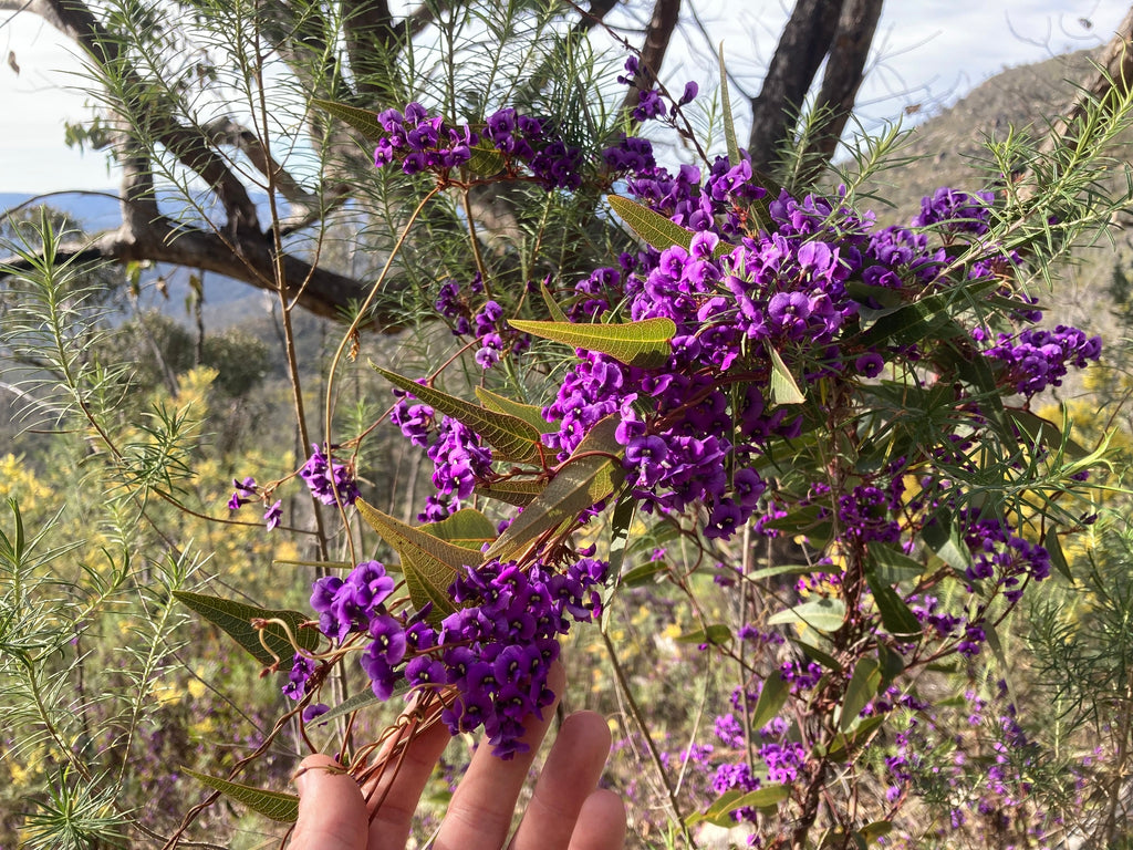 Purple coral pea (Hardenbergia violacea) — mature plant image