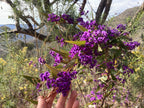 Purple coral pea (Hardenbergia violacea) — mature plant image
