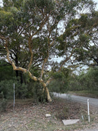 Scribbly gum (Eucalyptus racemosa) — mature plant image