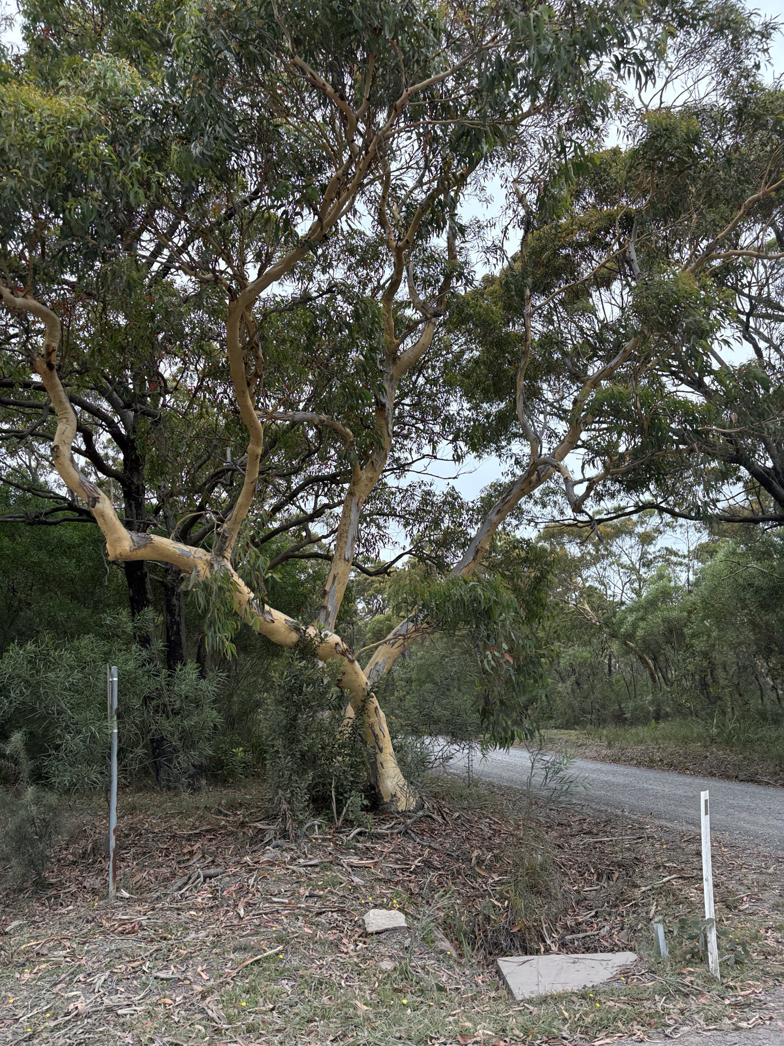 Scribbly gum (Eucalyptus racemosa) — mature plant image