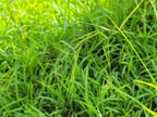 Weeping grass (Microlaena stipoides) — feature plant image