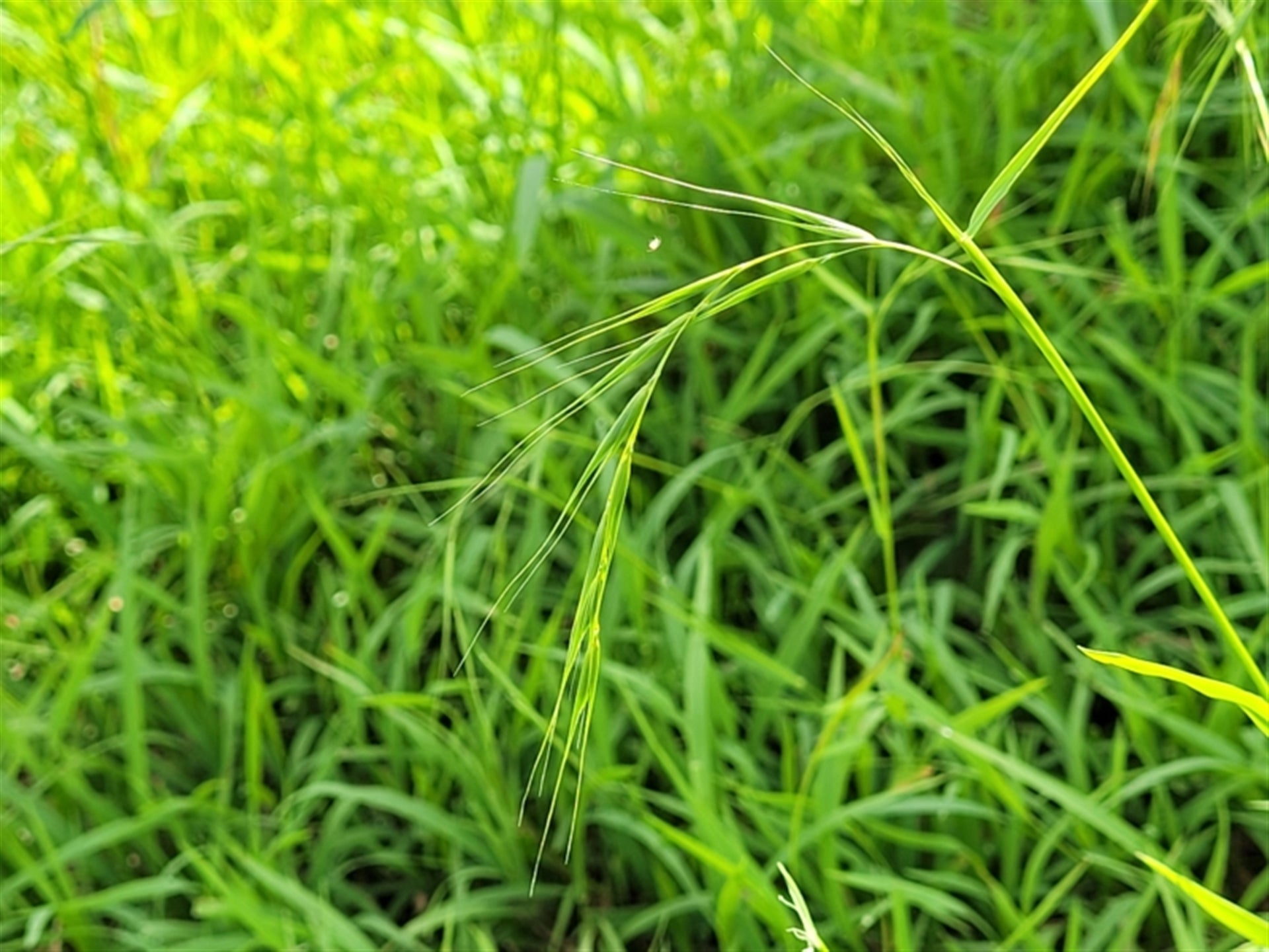 Weeping grass (Microlaena stipoides) — feature plant image