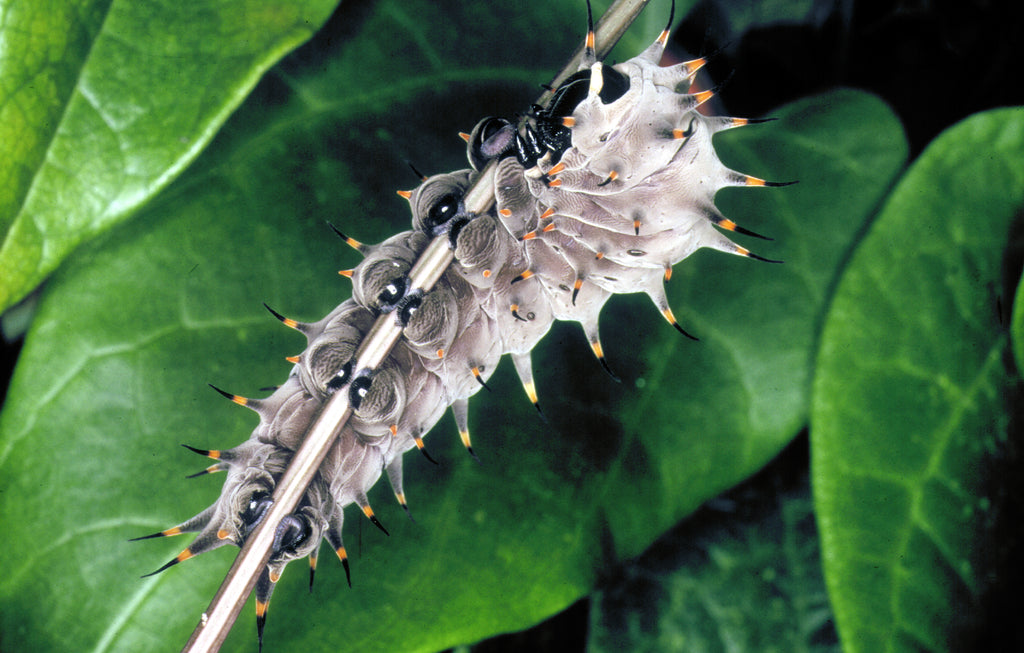 Richmond birdwing vine — Pararistolochia praevenosa