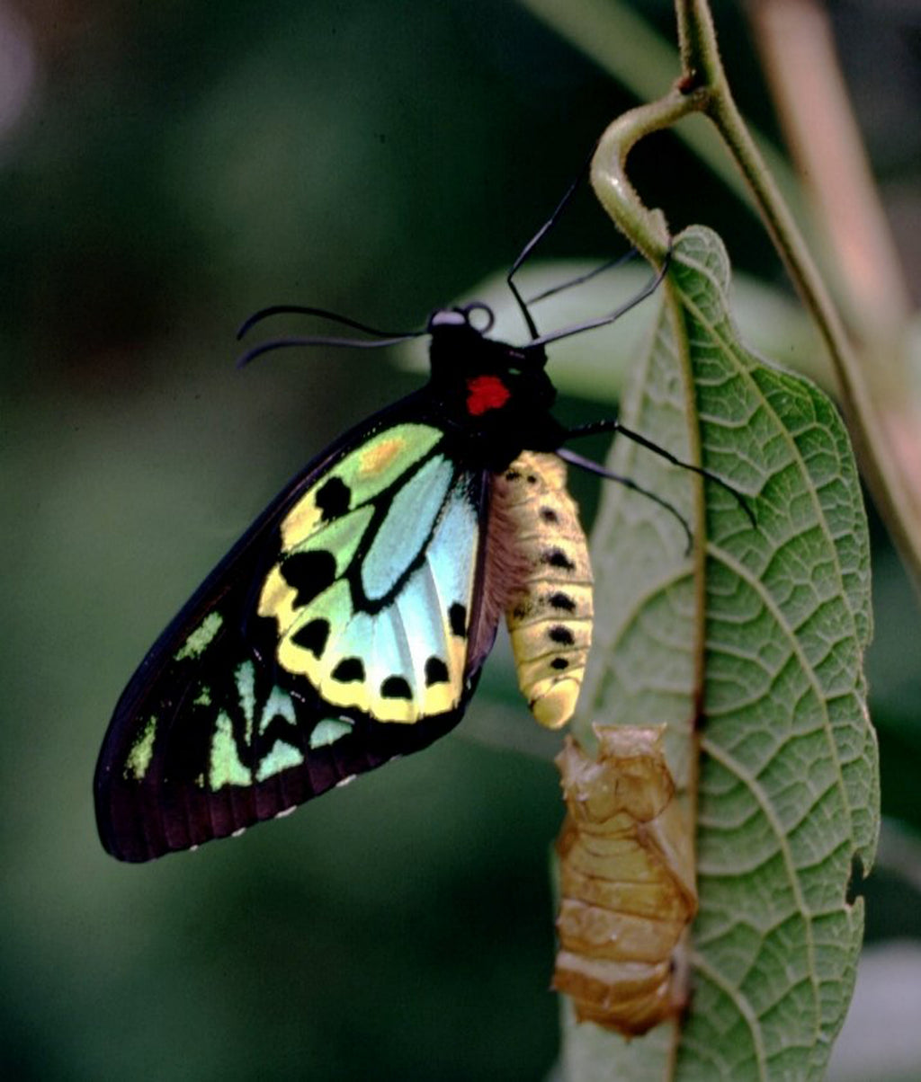 Richmond birdwing vine — Pararistolochia praevenosa