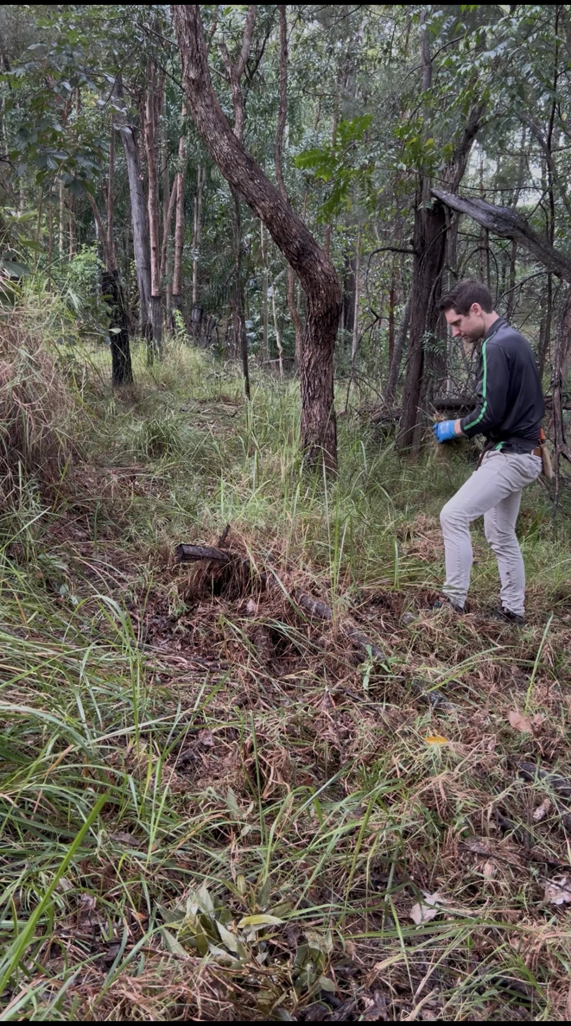 Heath working to restore native bushland