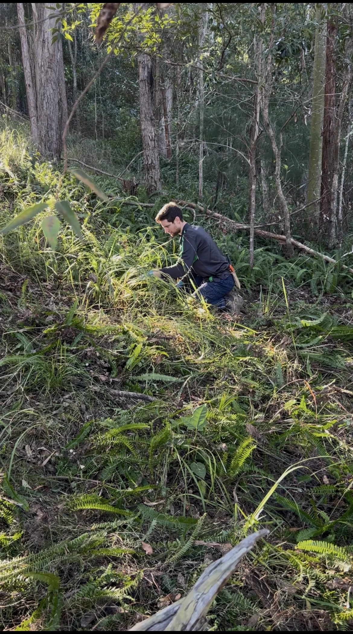 Heath restoring native bushland in Worongary
