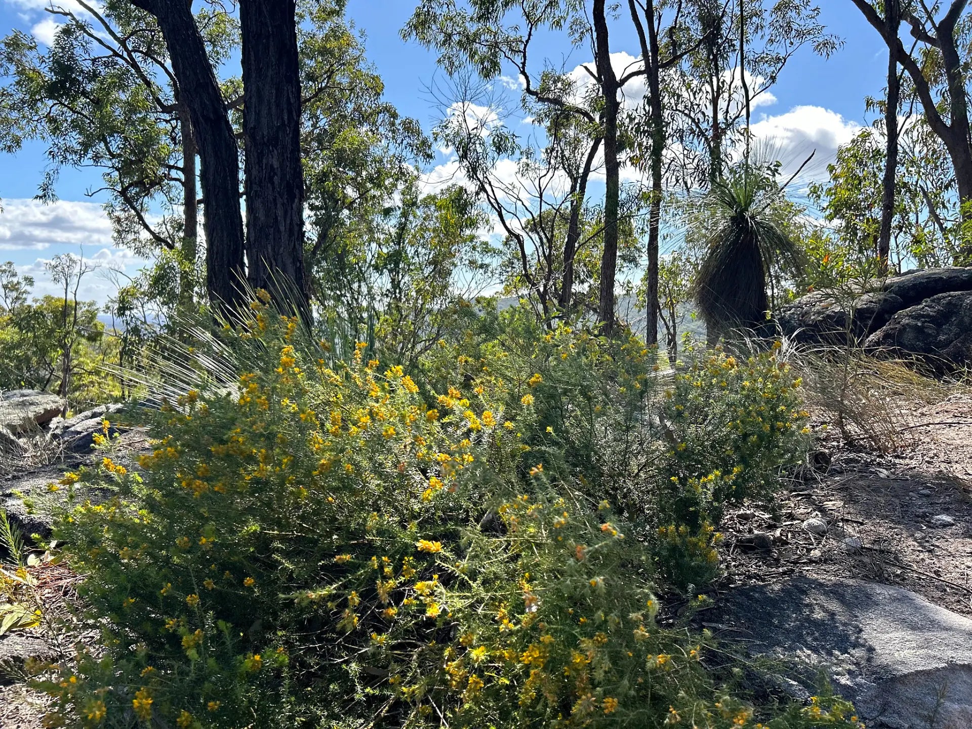 Locally native plants growing in a South East Queensland landscape